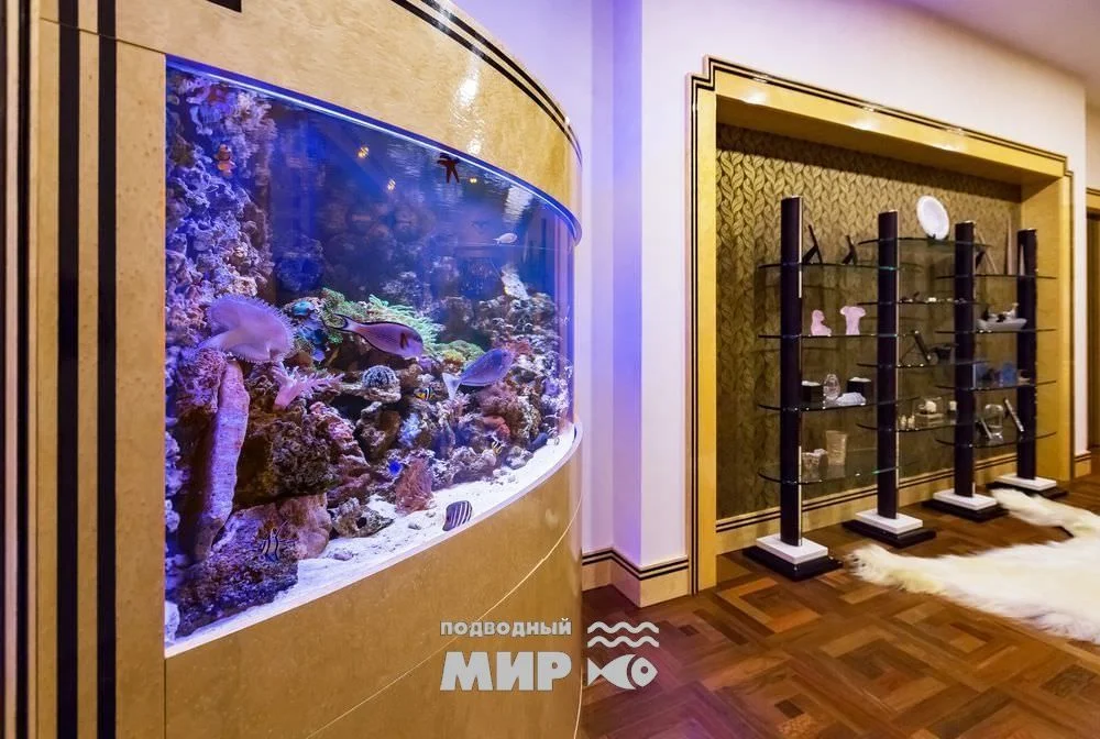Мягкие кораллы и беспозвоночные в морском аквариуме
