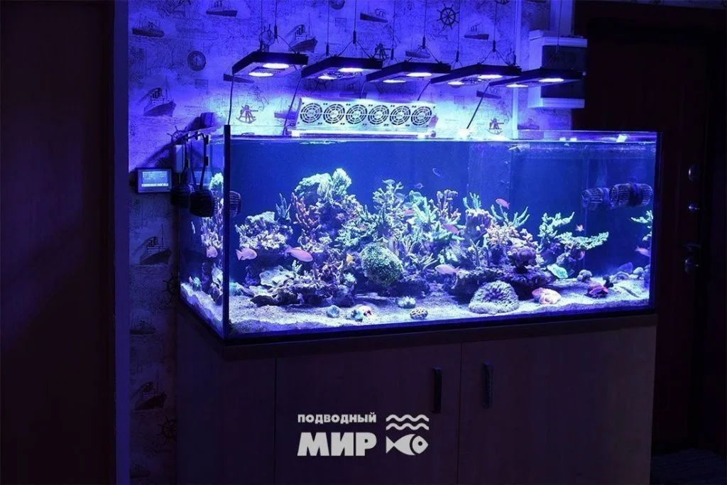 Морской рифовый аквариум «Коралловый риф» — фотография проекта