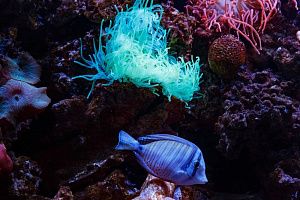 Морской Элитный аквариум на 2500 литров - фото 18