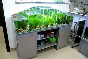 Голландский аквариум с растениями на заказ в Москве - фото 0