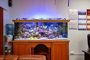 Морской аквариум на 900 литров в кабинете у директора - фото 2