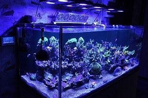Морской рифовый аквариум купить в Москве - фото 0