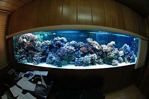 Изготовление морских аквариумов с жесткими кораллами в Москве  - фото 0