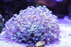 Купить аквариум с кораллами в Москве - фото 8