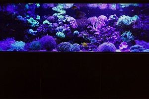 Купить аквариум с кораллами в Москве - фото 3