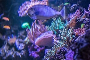 Встроенный аквариум с кораллами под заказ в москве - фото 15