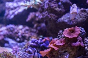 Встроенный аквариум с кораллами под заказ в москве - фото 17
