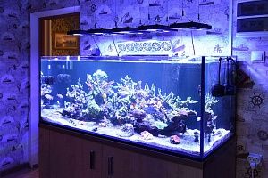Морской рифовый аквариум купить в Москве - фото 1