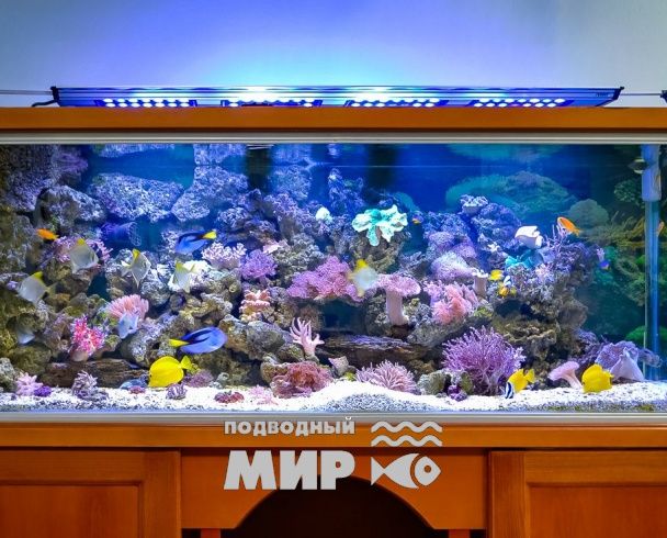 Морской аквариум на 900 литров в кабинете у директора