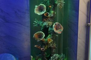 Изготовление аквариуму цилиндр под псевдоморе  в SPA комнате в Москве - фото 4