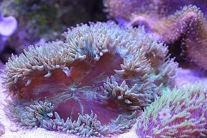 Купить аквариум с кораллами в Москве - фото 6
