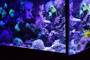 Купить аквариум с кораллами в Москве - фото 1