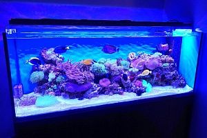Морской аквариум с мягкими кораллами на заказ в Москве от компании Подводный мир - фото 0
