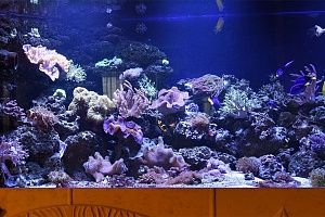 Встроенный аквариум с кораллами под заказ в москве - фото 2