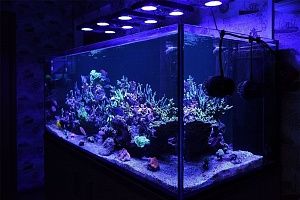 Морской рифовый аквариум купить в Москве - фото 2