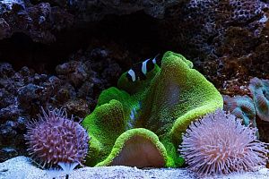 Морской Элитный аквариум на 2500 литров - фото 20