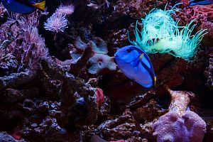 Морской Элитный аквариум на 2500 литров - фото 10