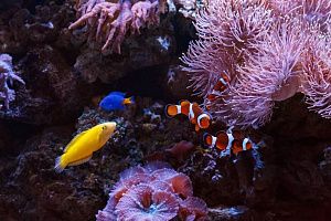 Морской Элитный аквариум на 2500 литров - фото 12