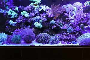 Купить аквариум с кораллами в Москве - фото 2