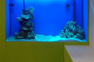 Морской рифовый аквариум изготовленный на заказ в Москве - фото 0