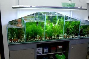 Голландский аквариум с растениями на заказ в Москве - фото 1