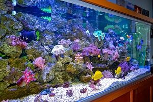 Морской аквариум на 900 литров в кабинете у директора - фото 8
