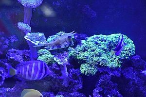 Купить аквариум с кораллами в Москве - фото 10