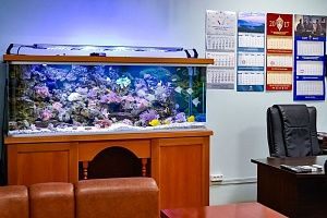 Морской аквариум на 900 литров в кабинете у директора - фото 4