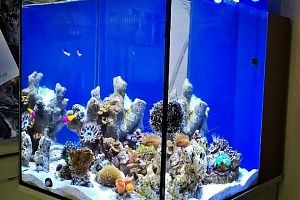 Нано морской аквариум с рыбами в Москве - фото 0