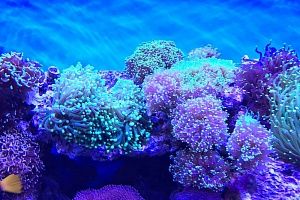 Морской аквариум с мягкими кораллами на заказ в Москве от компании Подводный мир - фото 18