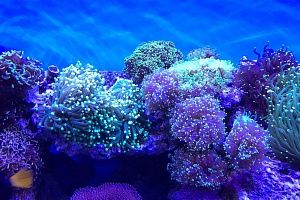 Морской аквариум с мягкими кораллами на заказ в Москве от компании Подводный мир - фото 15