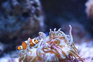 Встроенный аквариум с кораллами под заказ в москве - фото 9