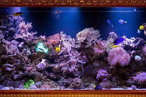 Морской Элитный аквариум на 2500 литров - фото 0