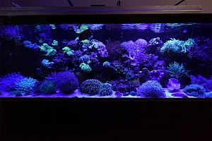 Купить аквариум с кораллами в Москве - фото 0