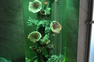 Изготовление аквариуму цилиндр под псевдоморе  в SPA комнате в Москве - фото 5
