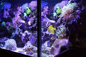 Купить аквариум с кораллами в Москве - фото 4