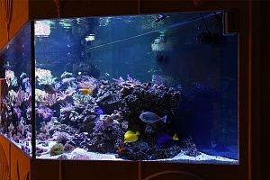 Встроенный аквариум с кораллами под заказ в москве - фото 0