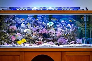Морской аквариум на 900 литров в кабинете у директора - фото 1