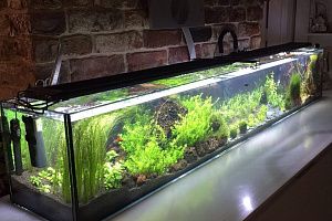 Голландский аквариум с растениями в ресторане Якитория Москва - фото 0