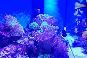 Морской аквариум с мягкими кораллами на заказ в Москве от компании Подводный мир - фото 14