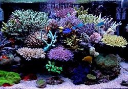 Морские с жесткими кораллами