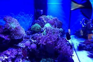 Морской аквариум с мягкими кораллами на заказ в Москве от компании Подводный мир - фото 1