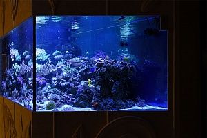 Встроенный аквариум с кораллами под заказ в москве - фото 4