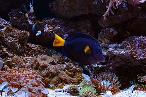 Морской Элитный аквариум на 2500 литров - фото 11