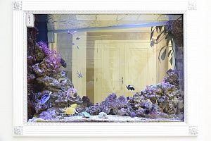 Купить аквариум с мягкими кораллами в Москве - фото 13