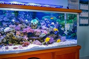 Морской аквариум на 900 литров в кабинете у директора - фото 7