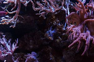 Морской Элитный аквариум на 2500 литров - фото 16