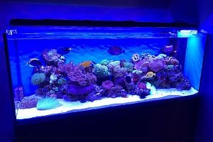 Морской аквариум с мягкими кораллами на заказ в Москве от компании Подводный мир - фото 2