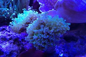 Морской аквариум с мягкими кораллами на заказ в Москве от компании Подводный мир - фото 9