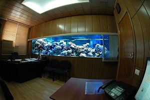 Изготовление морских аквариумов с жесткими кораллами в Москве  - фото 2